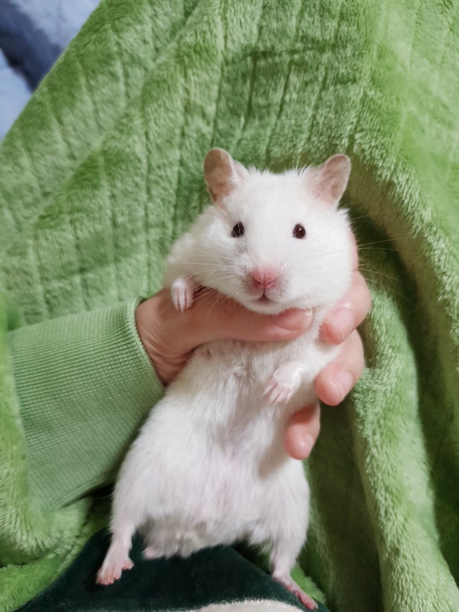 오늘은 봄동이 입양 1주년입니다. 많이 컸죠😊😊