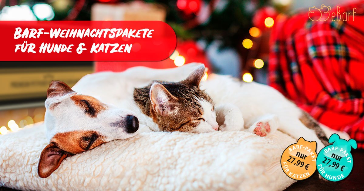eBarfDE's tweet photo. 🎄🎁 BARF-Weihnachtspakete für Hunde &amp; Katzen 🎁🎄

Ab sofort könnt ihr unsere prall gefüllten BARF-Pakete für eure Hunde oder eure Katzen bei uns shoppen und einen Fotokalender für 2020 gratis dazu erhalten 🤩

👉 https://t.co/YlzeIURVKU

#katzen #Fixbarf #barf #eBarf #hund https://t.co/HRAS9QYU2I