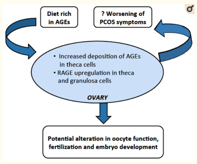 setu4in's tweet photo. How are AGEs related to #PCOS? Read more here: https://t.co/c4lzccnzns

#food #fastfood #diet #womenshealth #Carbs #pcostracker https://t.co/Powar6Ja1H