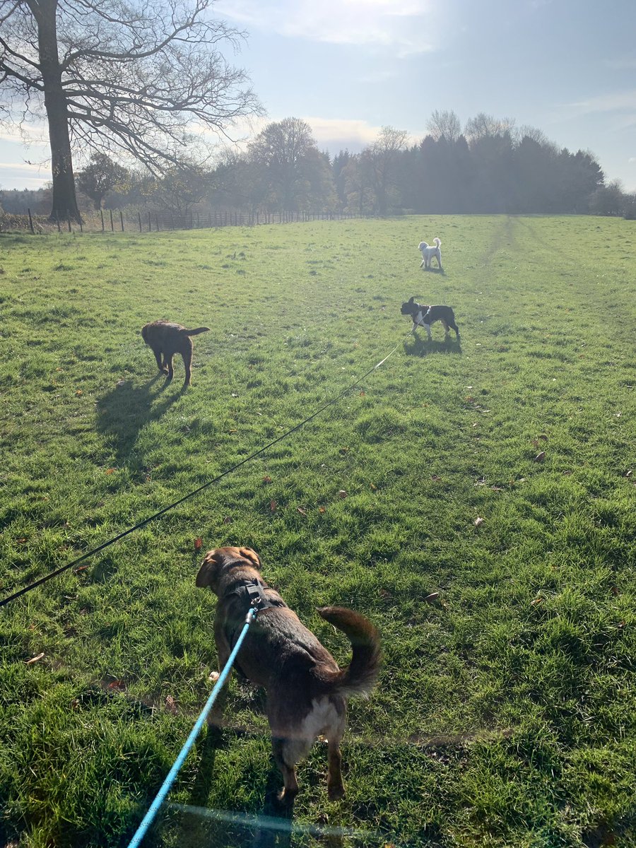 EdenWellDog's tweet photo. Enjoyable day yesterday introducing #kingcharlescavalier Blaze to the usual gang Diego, Islay, Rene,
Ruby, Ivy &amp; Aura! They all loved him!#labradoodle #dachshundmix  #whippetlovers #folkestone #dogsofcanterbury #ashforddogsitter #dogsofdover #folkestonedogsitter #doggiedaycarefun https://t.co/25VLlH1Dlb