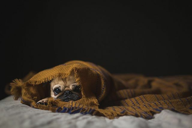DoggyHQ's tweet photo. How I feel right now... #cold #chilling #warm #blanket #dogs #pets #animals #dogsofinstagram #petsofinstagram #animalsofinstagram #instapic #instagood #instadog #insta #doggyhq #woofwoofarmy #visit #sleepy #bed #pups #puppy #puppies #puppiesofinstagram #… https://t.co/lc5avw9x0C https://t.co/EvW6ffTZ5G