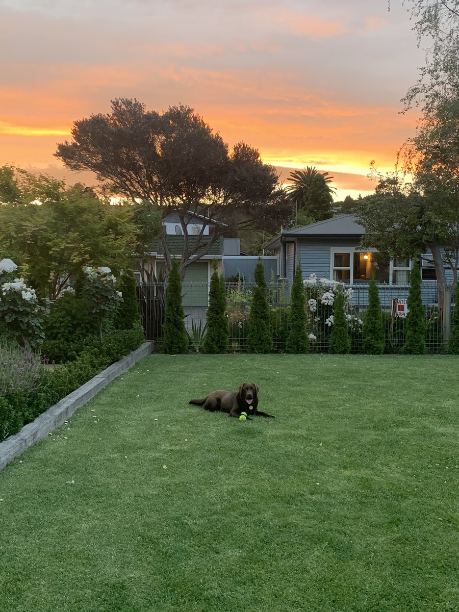 I don’t deserve likes and retweets but my dog does #goodboy