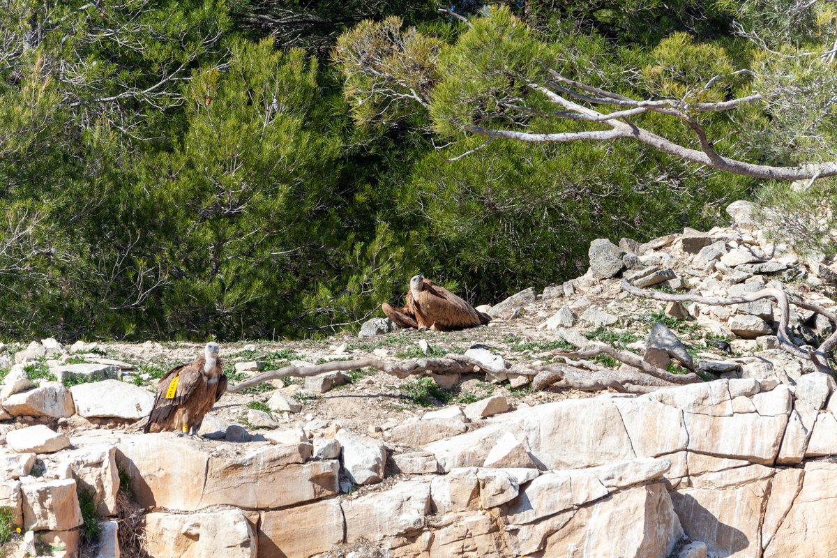 AlcoiMedi's tweet photo. 🦅🦅Diumenge passat es va realitzar la visita al PROJECTE CANYET, amb l'assistència de 34 persones, que van fer l'excursió per a conéixer els voltors. 🤩🤩
#ParcNaturalSerraDeMariola #Voltors #projecteCanyet @AjuntamentAlcoi @GVAparcs https://t.co/tPZHAKbCYl