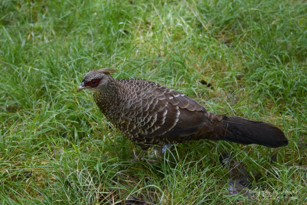 photos96743's tweet image. Female Kalij 
#kalijpheasant #femalekalij #hawaiibirds #birdsinhawaii #wildlife #wildlifephotography #photographybypamela808 #bigisland #hawaii #nature #naturephotography #animalphotography #birdphotography