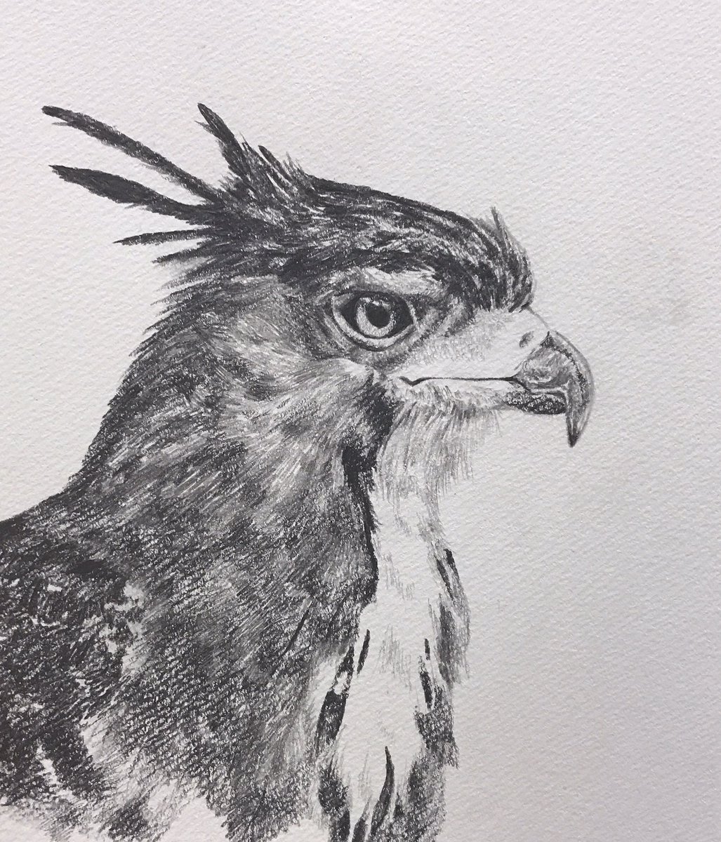 ルーナ در توییتر アカエリクマタカ 鉛筆画は学校の休み時間とかにちまちま描いてます 鳥 鉛筆画 絵描きさんと繋がりたい