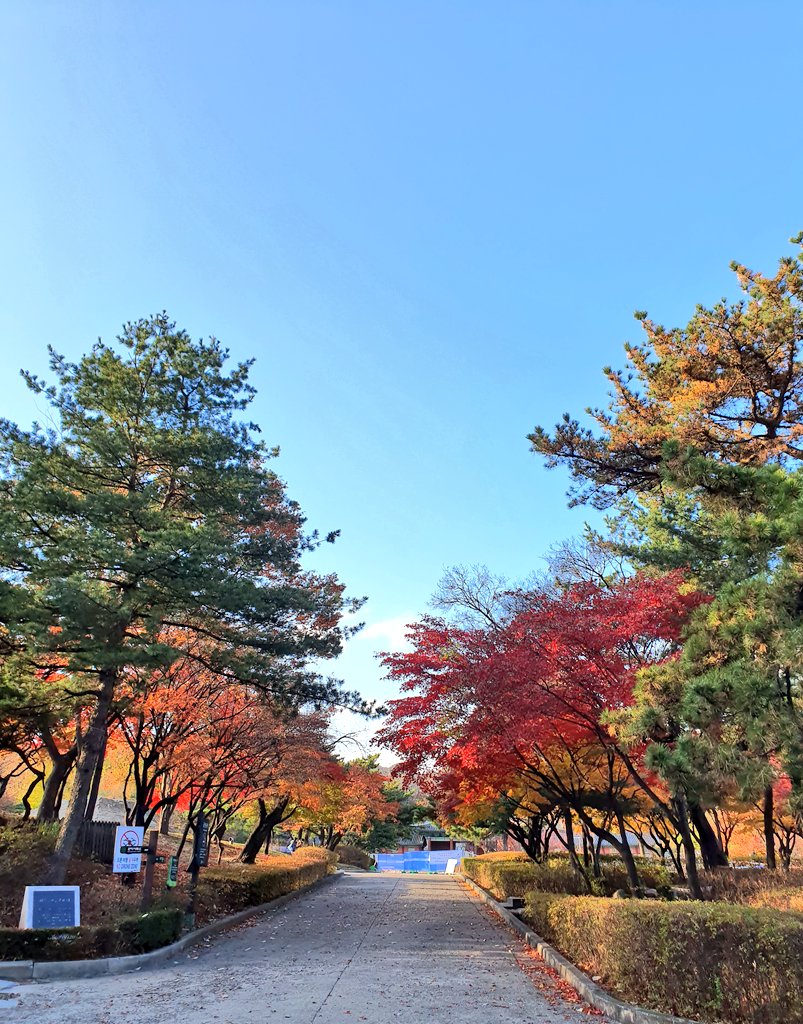kjuly737's tweet photo. 홍대서 집에 오다 
경희궁에 들렀는데..눈물 날뻔 했어요 
경희궁이 작지만 가을풍경이 또 끝내 주거든여
실물은 더 예뻐요~😍
#경희궁#오늘오후#단풍맛집 https://t.co/hSHnNuz5as
