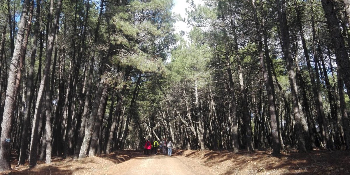 #naturalcapital #ecosystemServices New post on ESValues: Paying countries for carbon protects forests, but only if payments continue
esvalues.org/post/view?id=99