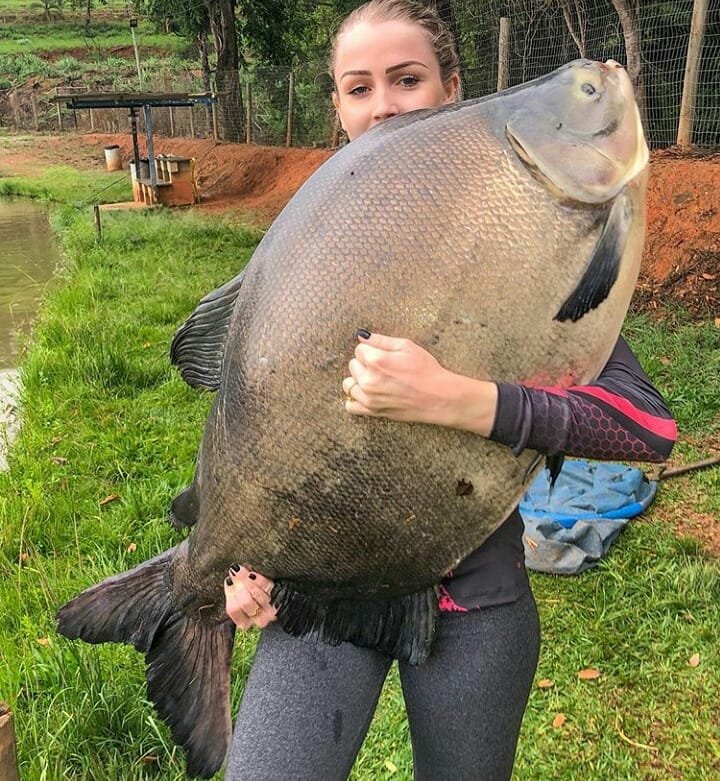 HubFishing's tweet photo. 🐟tambacu.
#pescaria #pesca #fishing #pescaesportiva  #pescador #pesqueesolte #tucunare #mar  #peixe #fisherman #fishinglife  #natureza #fishingtrip #flyfishing  #tambaqui #tambacu  #sportfishing #amopescar  #shimano #shimanofishing #fishingvideos  #fishon #goprofishing  #trairao https://t.co/rAE2aatrfi