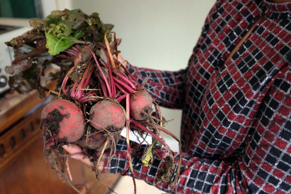 SeasonalShaheen's tweet photo. #homegrown #chioggiabeetroot #beetroot so I am making Sri Lankan style #BeetrootCurry
https://t.co/9BrpuN7Yx2 https://t.co/XM47jqJuGy