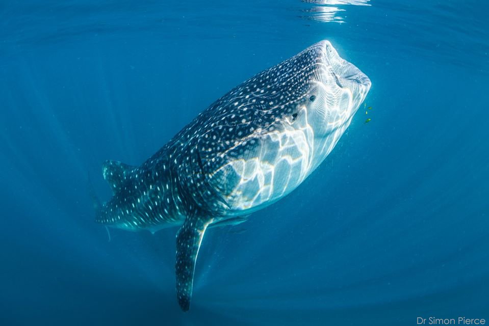 AquaFirma's tweet photo. Our #WhaleShark #Research &amp; #Coral #Reef trip to #MafiaIsland in #Tanzania begins on Sat. These sharks feeding on shrimp brought to surface by seasonal upwellings. Photos by trip host, Dr Simon Pierce, already there for research. Join us 21 - 29 Nov, 2020
https://t.co/j87dlpJRtP https://t.co/rXrFS1fQ2Y