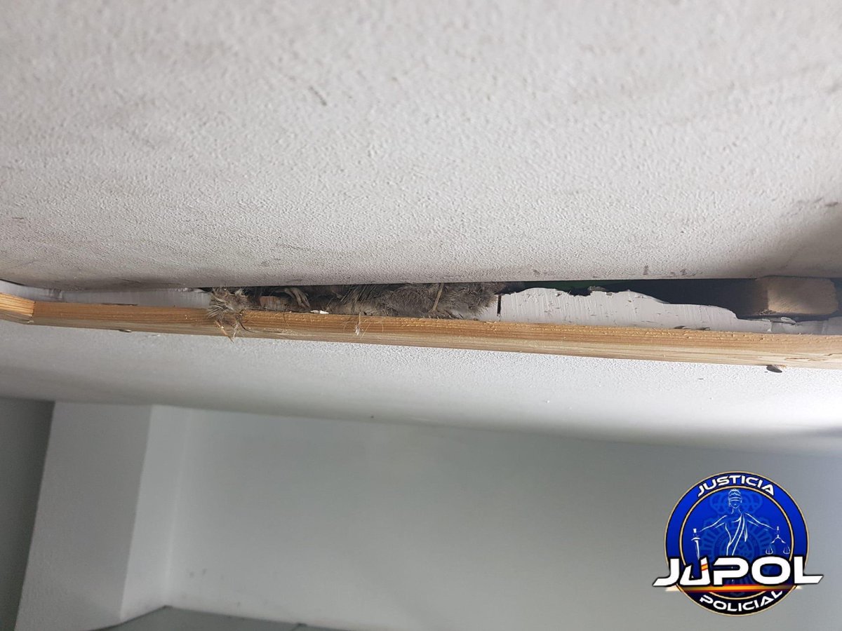 JupolNacional's tweet photo. 🔴@interiorgob 

🐀Comisaría de @policia de #Ronda en #Málaga, su situación es INSOSTENIBLE, las RATAS se mueren en el techo, pudriéndose y creando un clima irrespirable.

😷Peligro de contagio...

🚨PROBLEMA de SALUD PÚBLICO.⚠️ @info_dgp

ℹ️@Jupol_Malaga 

#EquiparacionYa https://t.co/CFxSXdmVVv