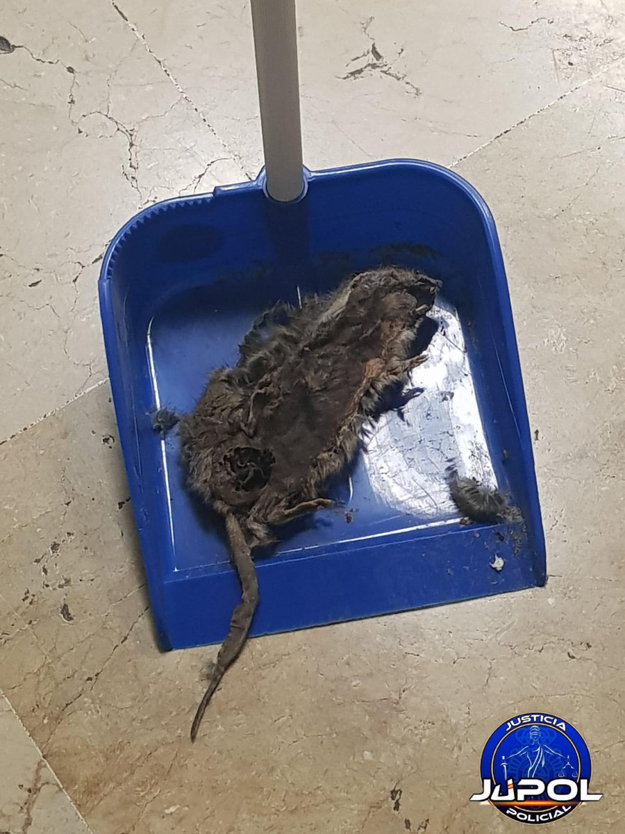 JupolNacional's tweet photo. 🔴@interiorgob 

🐀Comisaría de @policia de #Ronda en #Málaga, su situación es INSOSTENIBLE, las RATAS se mueren en el techo, pudriéndose y creando un clima irrespirable.

😷Peligro de contagio...

🚨PROBLEMA de SALUD PÚBLICO.⚠️ @info_dgp

ℹ️@Jupol_Malaga 

#EquiparacionYa https://t.co/CFxSXdmVVv