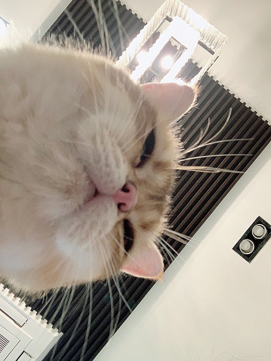 Bonusiie's tweet photo. ไม่ถ่ายช้อนซินุด มุมนี้เลาไม่หล่อเลยนะ!
#จังหวะนี้ไม่มั่น https://t.co/LPzrPh2YY7