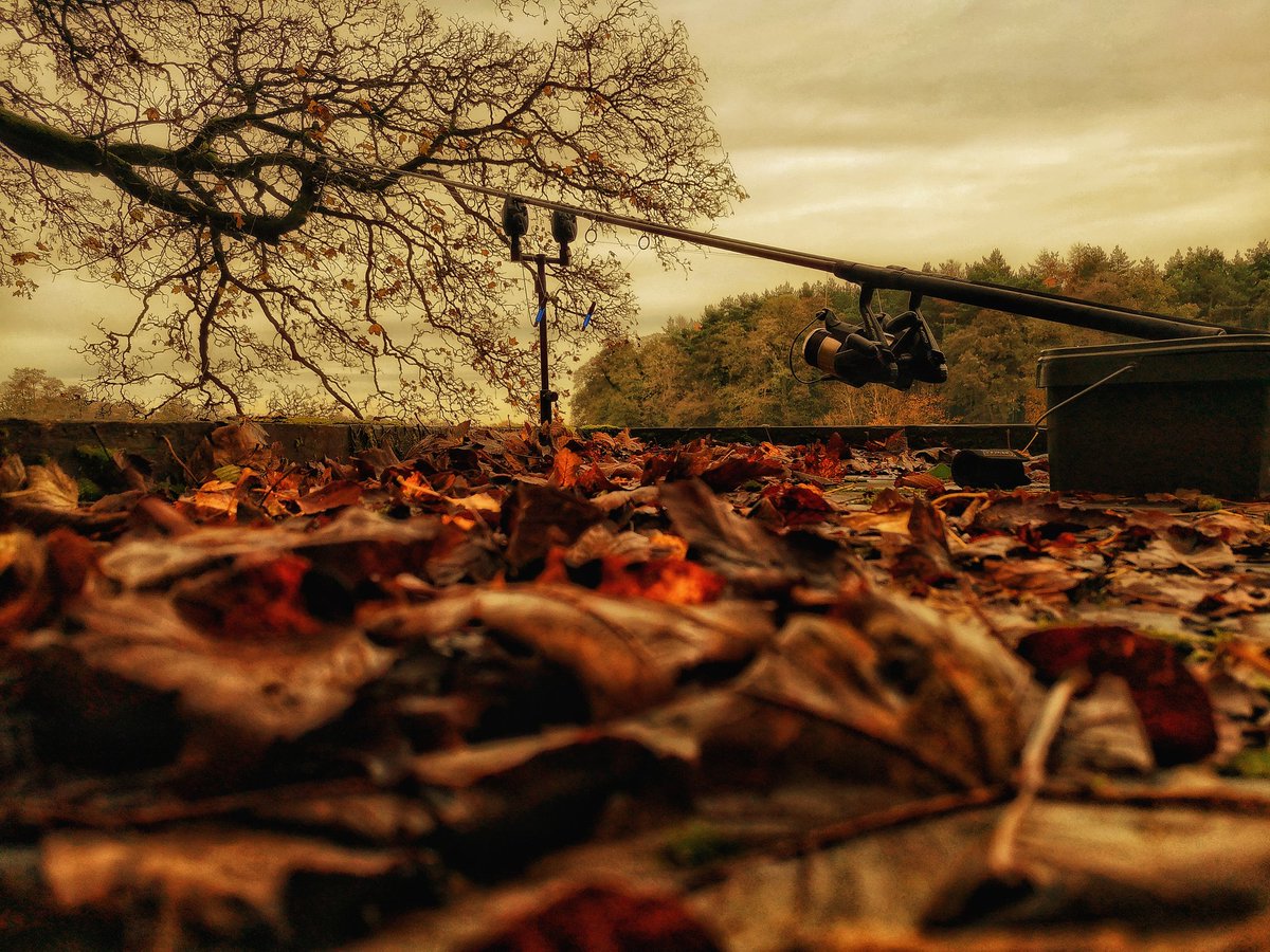 Loving some autumnal colours #carpfishing #fishing #carp #carpy #fishing #carping #mirrorcarp #commoncarp #leaves #rods #autum