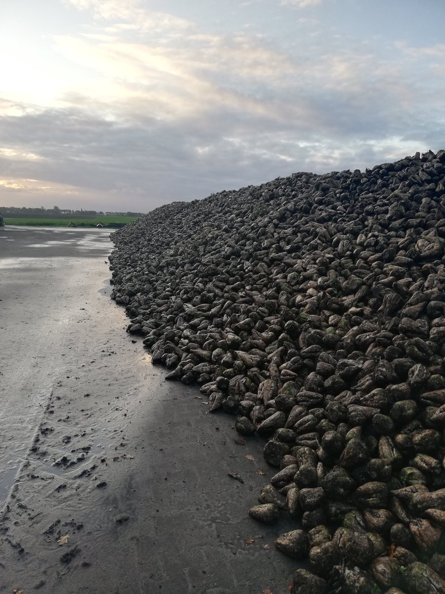 Bieten liggen klaar voor transport naar Suikerunie #cosun