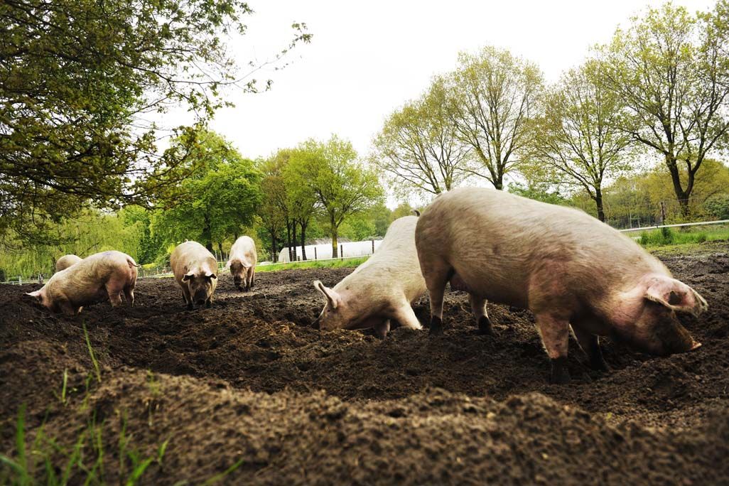 Het handboek voor #biologische varkenshouders is nu vertaald in het Nederlands. Dit boek staat vol met informatie over het verbeteren van de gezondheid en het welzijn van varkens ennog veel meer <a href="/BIOpraktijk/">BIOpraktijk</a> buff.ly/2QwOk9J