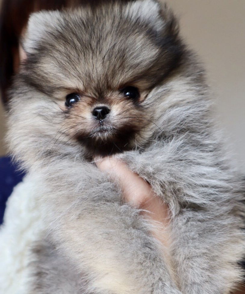 ポメラニアン子犬 Hashtag Pa Twitter ポメラニアン子犬 Hashtag Pa Twitter