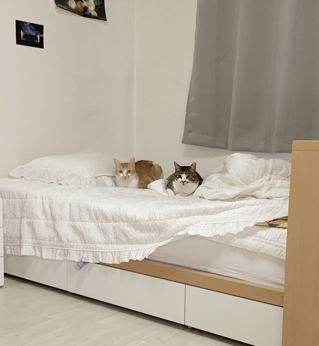 고앵이들이 친해지는 계절이 되오따...
귀여운 내새끼들..!