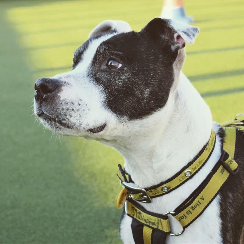 DT_Glasgow's tweet photo. Paddy, perfect older gent looking for semi-retirement home.
10 years young and looking for a comfy knee to sit on!
Loves to snuggle under the covers at bed time!
Great at Tug-o-War!
Don't rule out Rehoming an older dog, they give you the best of both worlds!

#seniordog https://t.co/4SeWj74f0V