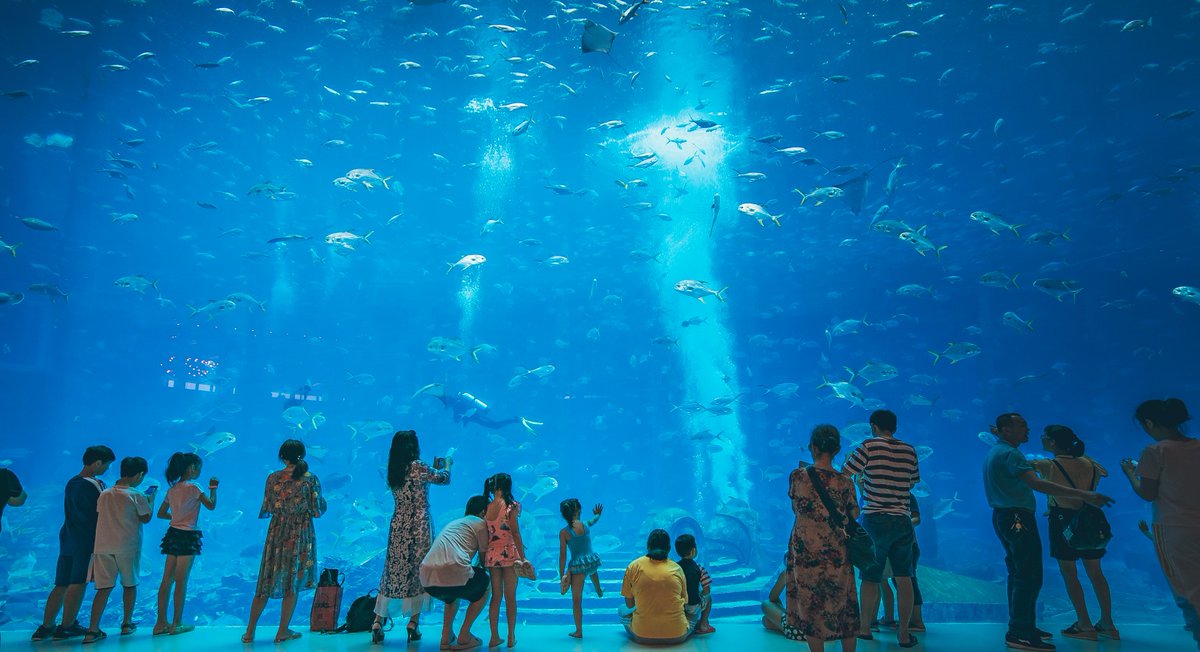 #3 The Lost Chambers Aquarium Atlantis Hotel Dubai | Best Aquariums in Dubai | The Vacation Builder