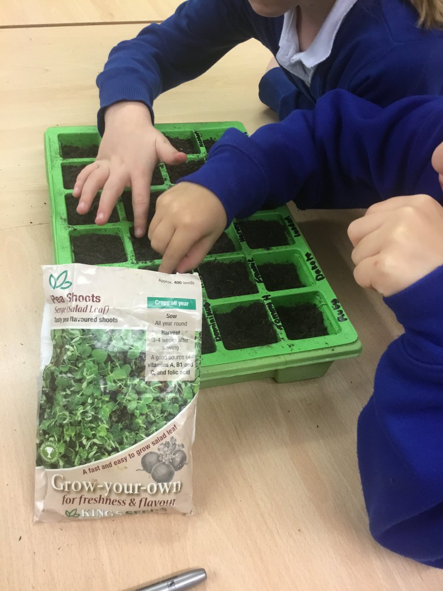 DorchesterHull's tweet photo. Year 2 have been investigating the best conditions for a seed to grow. We planted seeds and have left them in different areas around the school. We will fill in our seed diaries over the next 2 weeks to see how they have grown. #learnability #championchoices #coolcollaboration https://t.co/3dbWEy2clh