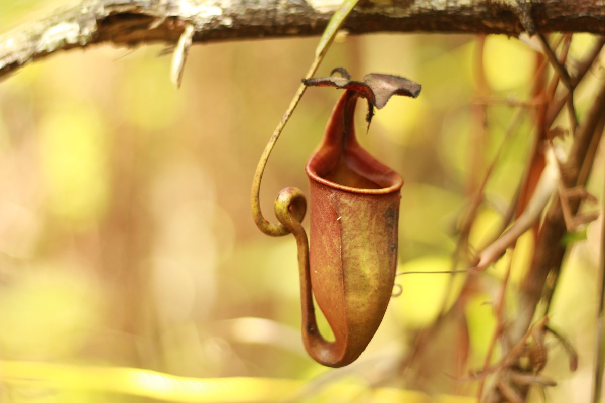 Chester Zoo Science tweet media