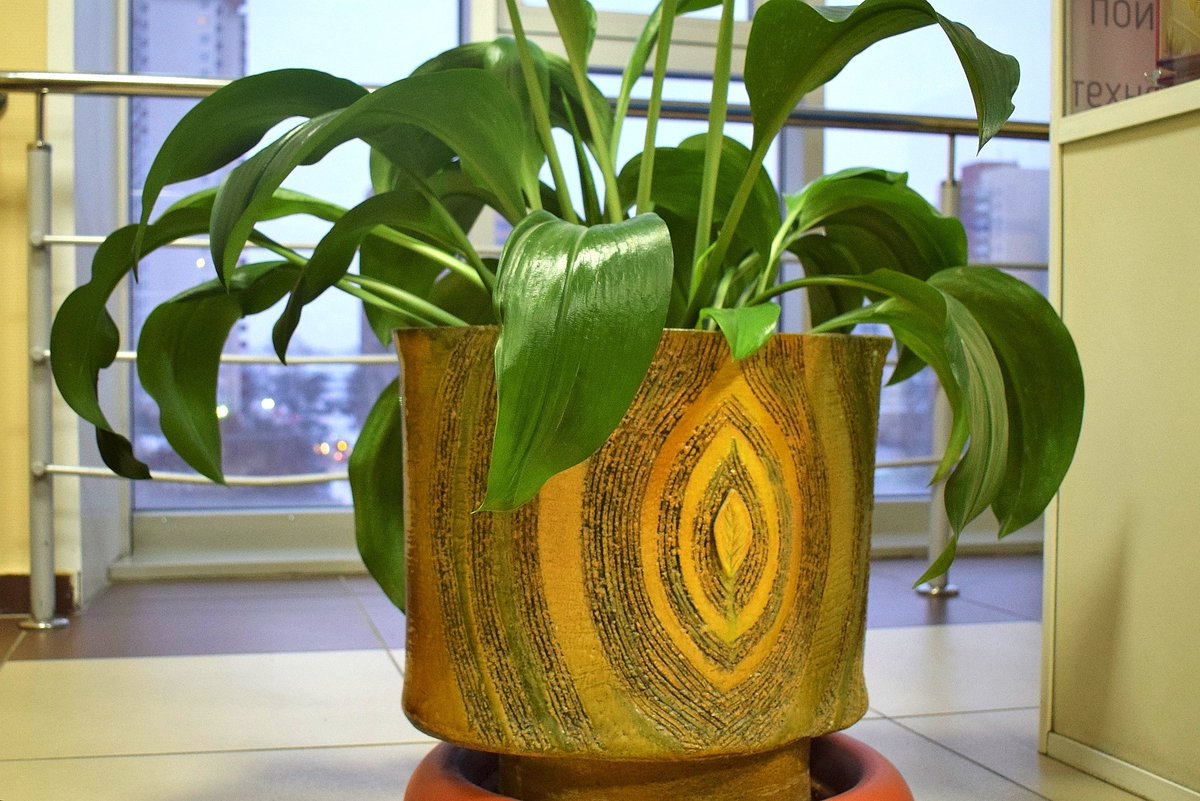 Кто автор портретов президентов Академии наук СССР, которые висят напротив конференц-зала? Картины были написаны по заказу нашей библиотеки известным советским художником Германом Гольдом. Художник написал их, работая в составе творческой группы киевских художников в 1980-х гг