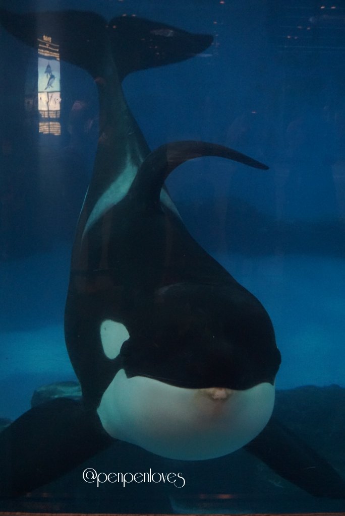 葉月はづき Penpenloves 生息してる海によってはクジラやサメを襲って食べちゃうシャチもいるそうですね 獰猛な感じは全くない 甘えん坊のアースです シャチ 名古屋港水族館