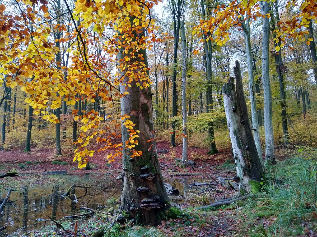 hneeberswalde's tweet photo. Mit alten Buchenwäldern in #Europa regionale Entwicklung: Zusammen mit 6 Partnern in 5 Ländern macht sich die #HNEE für die #UNESCO-Weltnaturerbestätte „Alte #Buchenwälder der #Karpaten und anderer Regionen Europas“ stark https://t.co/NoTeH5Tiw1
#Interreg #BeechPower https://t.co/myZ1gh8KpX