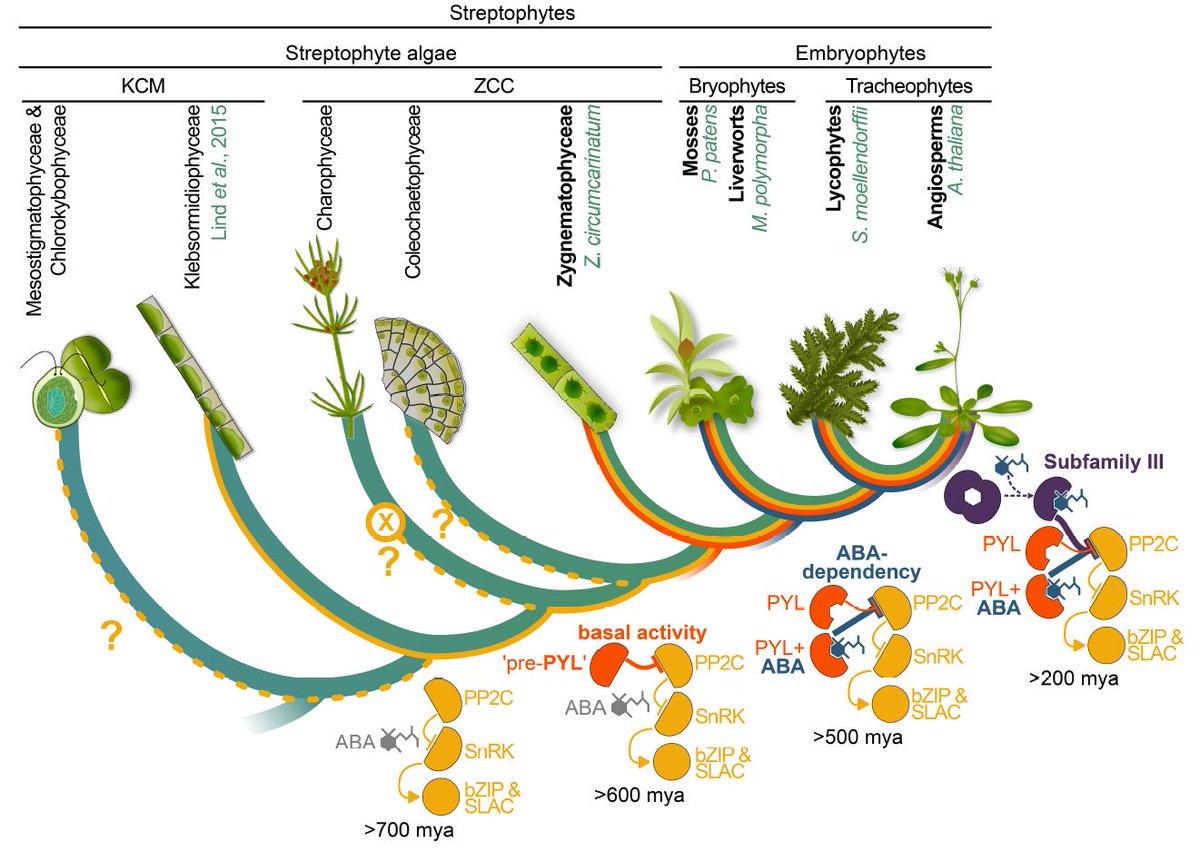 Great to see the work resulting from our very fruitful collaboration — spearheaded by Yufei & Assaf from @HebrewU — online @PNASNews : A ligand-independent origin of abscisic acid perception | #plantsci #evolution #charophytes #plantphys #algae | pnas.org/content/early/…