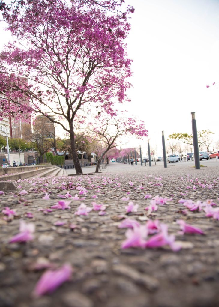 SpanSourceSRL's tweet photo. Rosario, Argentina sure is beautiful in the spring! This is where SpanSource's production hub is based. Rosario is one of the most prominent localization labor markets in Latin America.

#spansource #rosario #argentina #localization https://t.co/818dwx6CLo