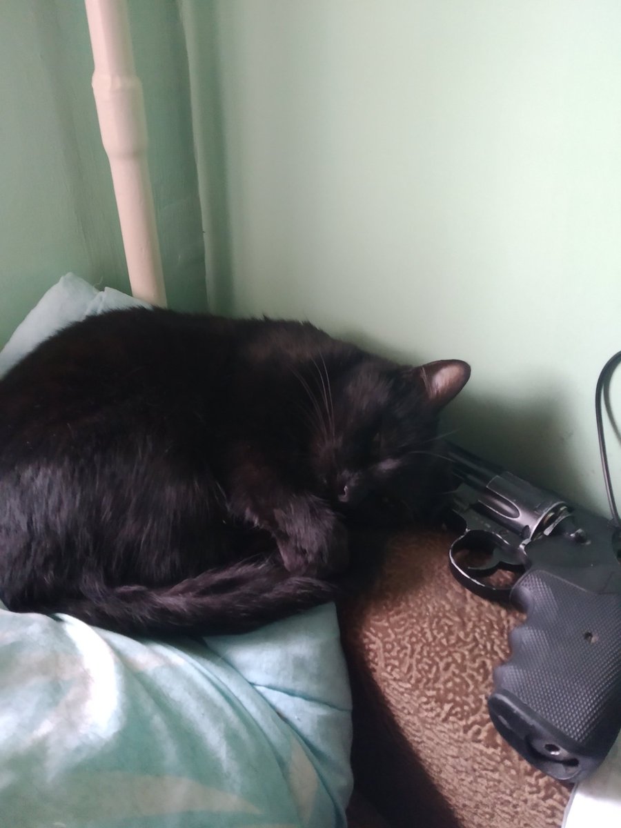 Snow_Asmodeus's tweet photo. Котя и кольт...
Я хз... Как-то так. 
Покой и умиротворение. https://t.co/lBoBh7Ij98