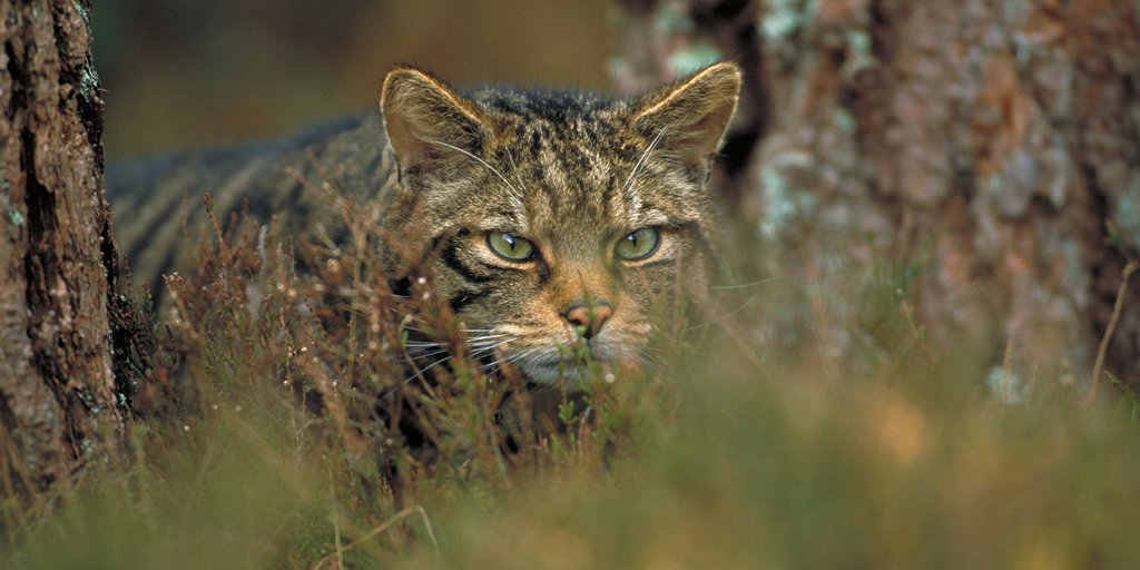 Chris Packham (@chrisgpackham) on Twitter photo Brilliant news ! Wildcats in Scotland have been handed a vital lifeline , with European funding secured to deliver a Saving Wildcats recovery project . Providing hope for the recovery of this iconic species
#swaforlife, <a href="/rzss/">Royal Zoological Society of Scotland</a> @saveourwildcats Brilliant news ! Wildcats in Scotland have been handed a vital lifeline , with European funding secured to deliver a Saving Wildcats recovery project . Providing hope for the recovery of this iconic species
#swaforlife, <a href="/rzss/">Royal Zoological Society of Scotland</a> @saveourwildcats