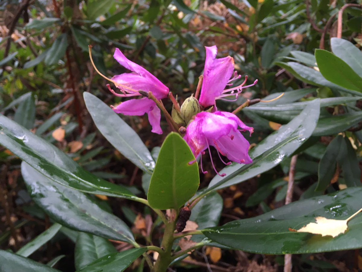 The Warden (@horshamwildlife) on Twitter photo A site visit to Sandgate Park to meet our Volunteer Group Leader John to discuss the management targets for this winter. Also found Rhododendron in flower in November!!! #OurDay <a href="/HorshamDC/">Horsham District Council</a> A site visit to Sandgate Park to meet our Volunteer Group Leader John to discuss the management targets for this winter. Also found Rhododendron in flower in November!!! #OurDay <a href="/HorshamDC/">Horsham District Council</a>