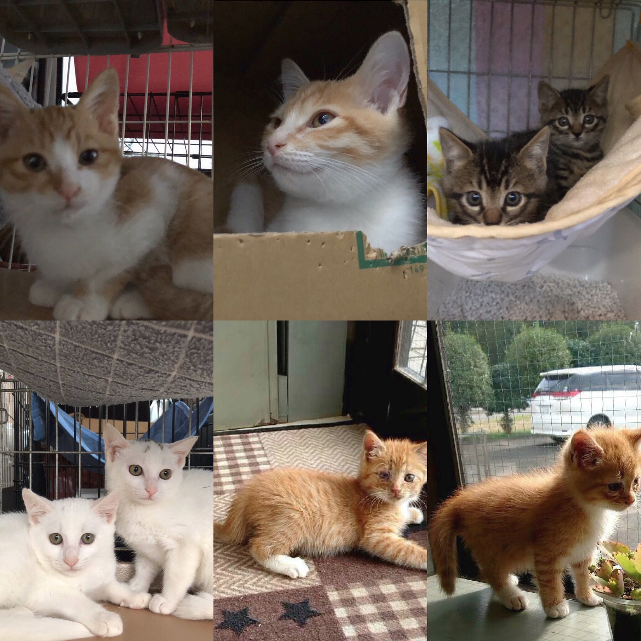 猫かふぇジュエリー 猫ママ 保護猫施設設営作業中と今月譲渡が決まった捨て猫ちゃん達です 猫かふぇジュエリー 猫カフェジュエリー 保護猫施設 保護猫 捨て猫 猫カフェ 保護猫カフェ T Co Xomrw7viib Twitter