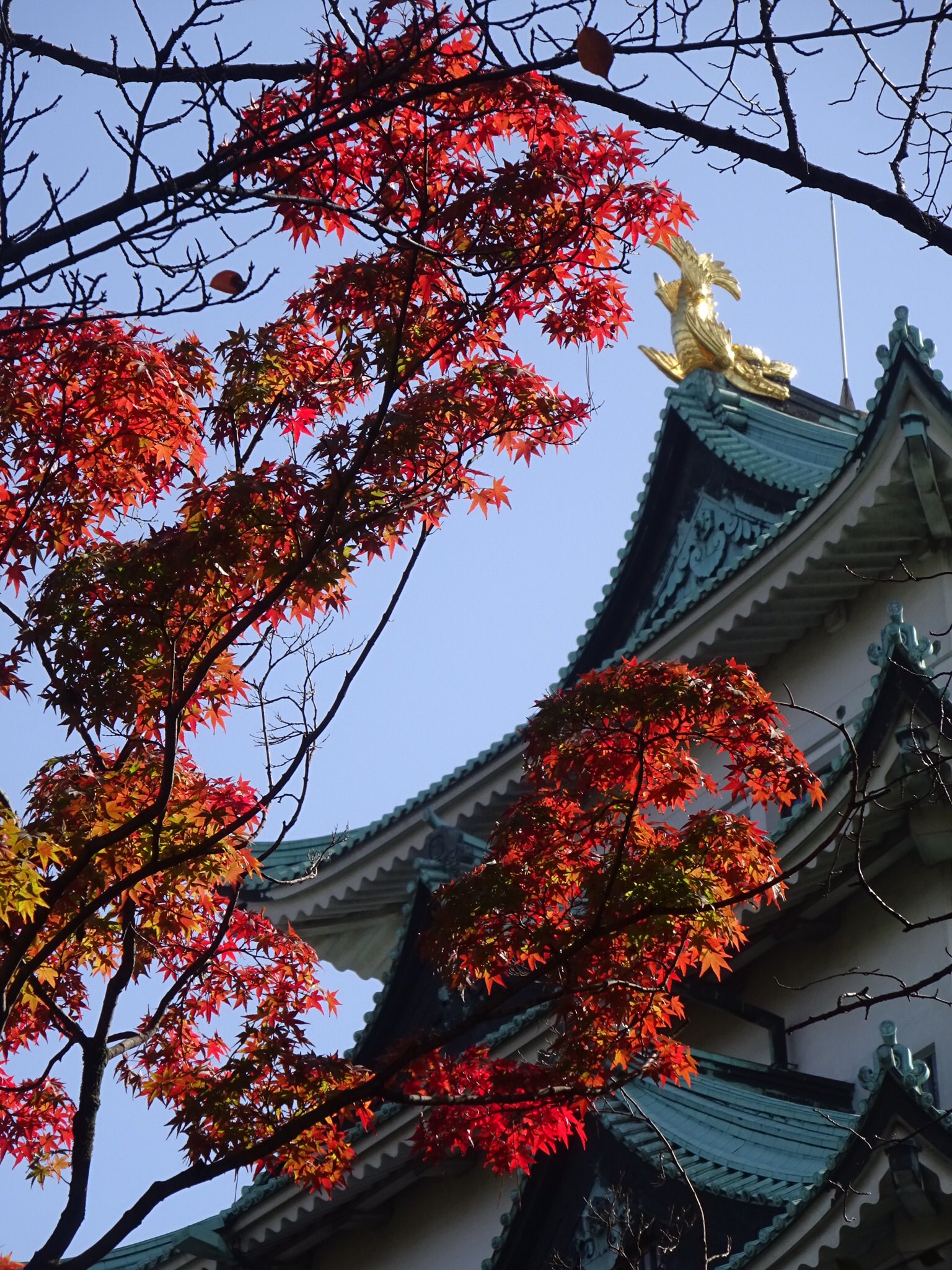 おいでよ名古屋 おいなご 名古屋城の紅葉を見に 名古屋においでよ T Co Frvmx8ibkx Twitter