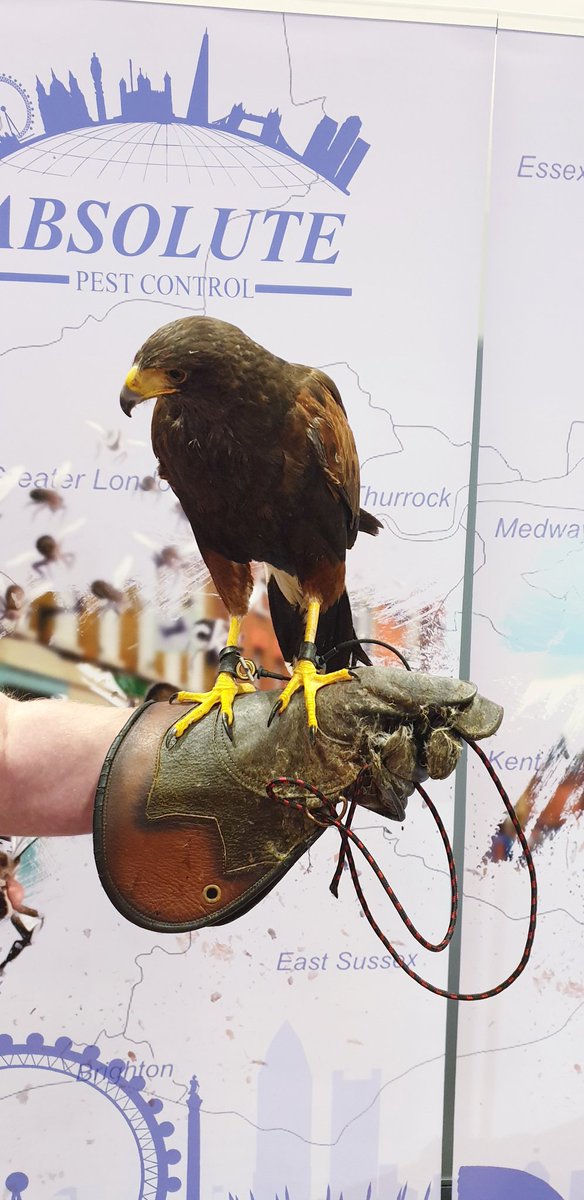LightyearKeith's tweet photo. Met a Harris Hawk today. https://t.co/vs9i0sCREw