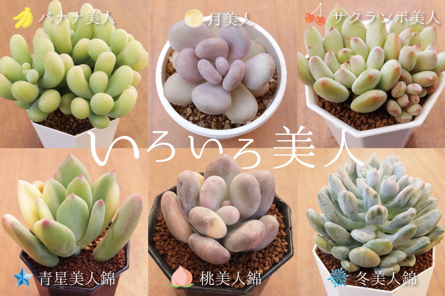 おまとめ中！39SALE！多肉植物^o^   月美人 おまとめ中！39SALE！多肉植物^o^ 月美人