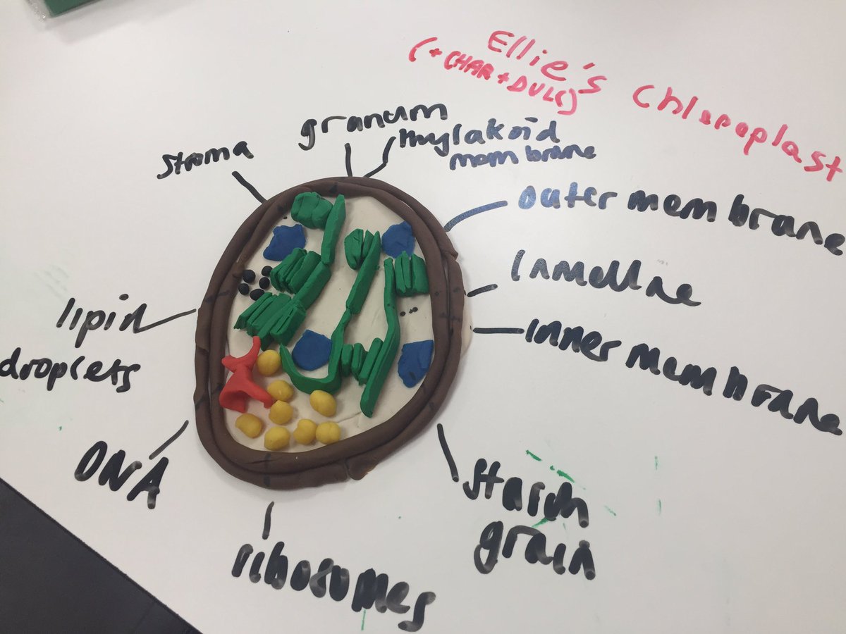 BGSBiologyDept's tweet image. And last weeks year 13 chloroplast models.... #creativityinscience