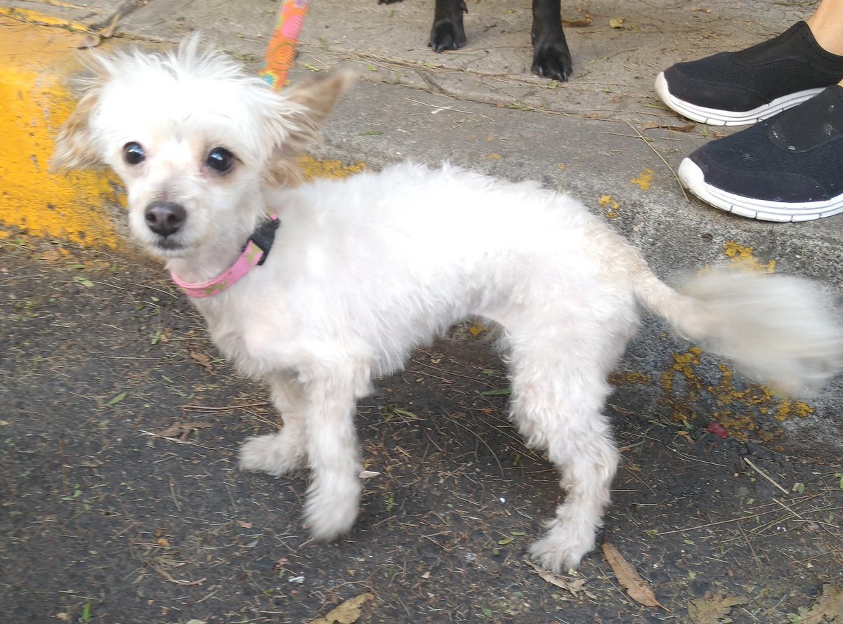 Nube sigue en adopción responsable aprox 1.5 años talla mini tímida y tranquila convive con 🐈 y 🐕 @MarianimaLOVERS @MascotasSismo @SrInsoportable @EsEstra @perrososmx @acano52 @Apoyo_Croqueton @iztalccihuatl @Lacasadelsalchi @CatQueen000 @lrvelasco @xavierkrux @PaolaFrida