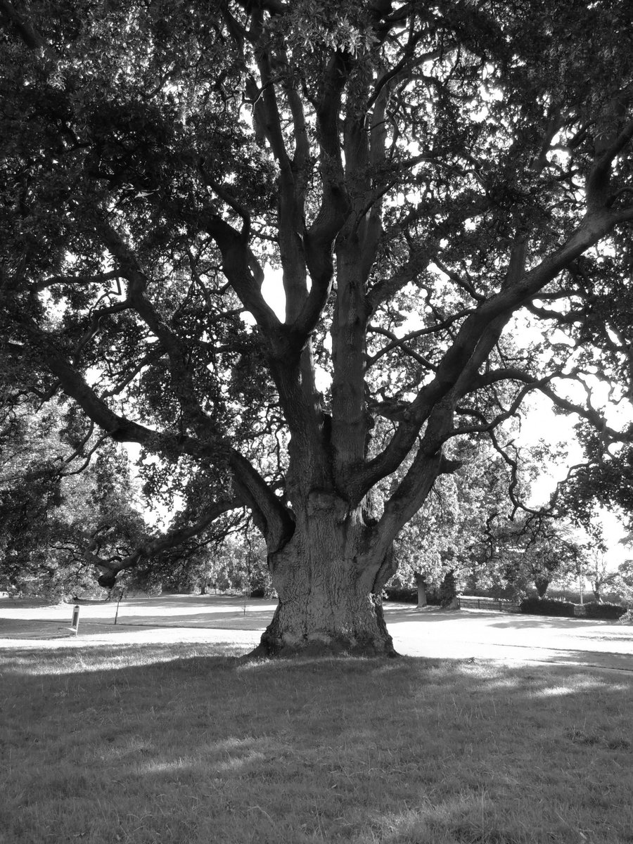 wildeastdevon's tweet photo. 🌳 Do you have a Tree Story? 🌳

As part of #CelebratingTrees you are invited to share a favourite story, poem or facts about trees or to write a new short story or poem featuring a tree or trees. These will be displayed in the Tree Library on the 23rd 👇

https://t.co/02fC82IV3Y https://t.co/b5Zb8jZR9U