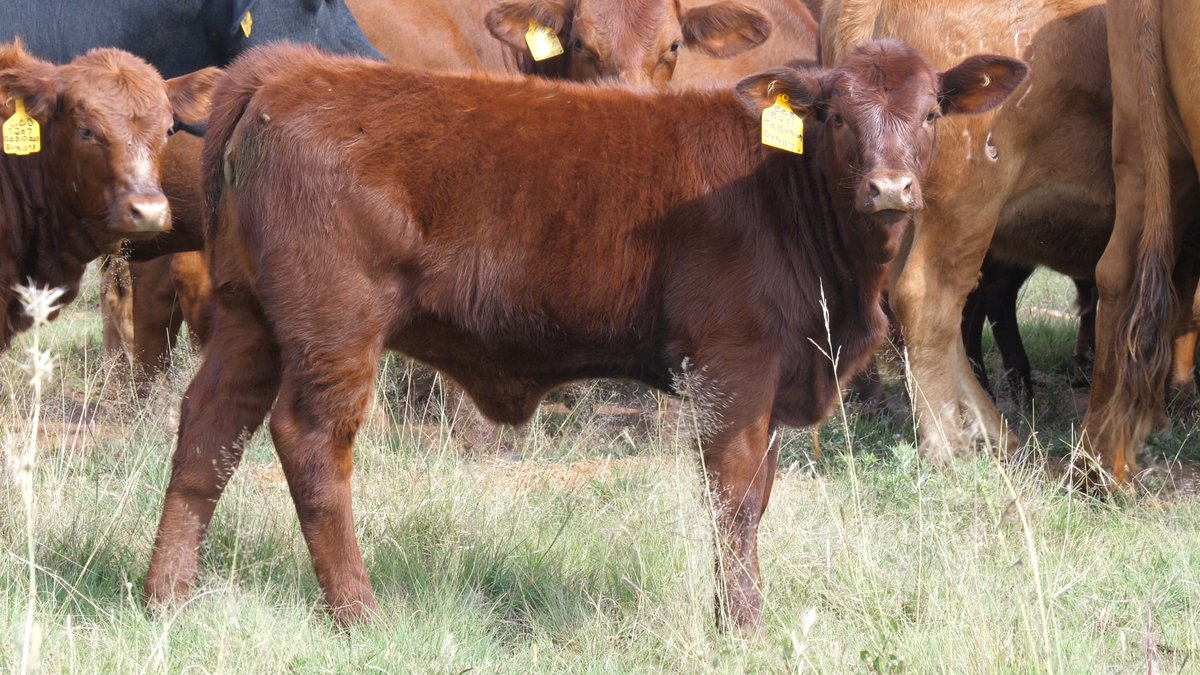 MolatekSA's tweet photo. So, which breed has a very good temperament, with ⅜ Brahman and ⅝ Angus genetics?
If you said that this calf is a Brangus, you would be correct!
#MolatekSA #MolatekFeeds #guessthebreed #cattlefarming #cattlebreed #Brangus https://t.co/4l5M1MRRzt