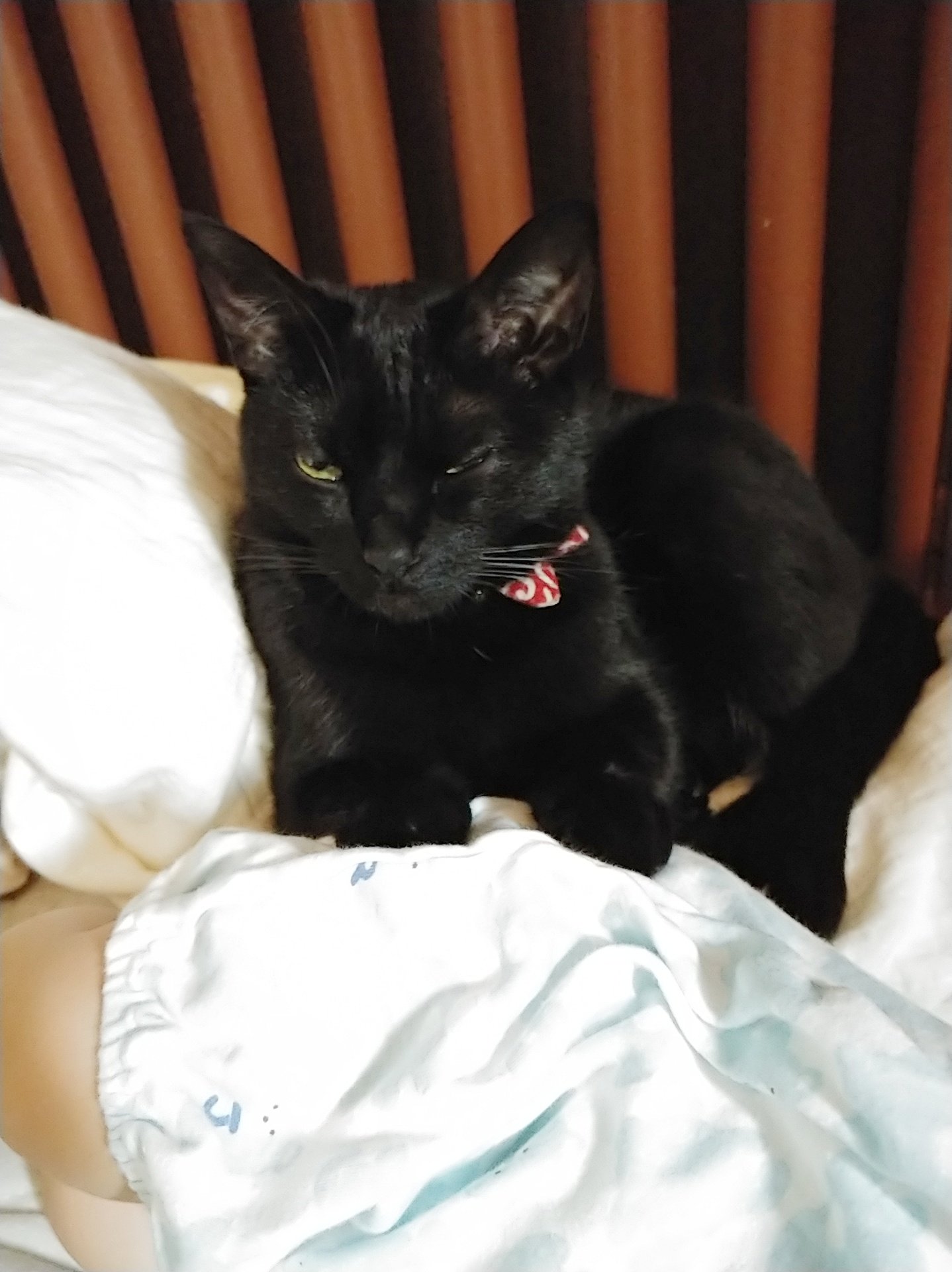 仔猫を拾ったので Twitter पर 580日目 妖怪 尻寝かせ おしりをモミモミして子供を寝かしつける妖怪 尻揉み妖怪黒猫 乳児は寝ているはずだが口元がニマニマしていた 良い夢を見てるのかもしれない 布団はかけ直した T Co Js6ry4dt4t Twitter