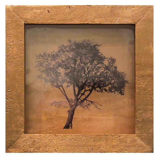 nicolawoodsart's tweet photo. A sneak peak & look back at my CURIO Shadowboxes @_ARTiculations_ exhibit reception: Thurs Nov 21st 7-9pm
All shadowboxes are $125+HST
I’ve shown in this annual exhibit since 2014! #ilovetrees #curio2019 #shadowbox #treesaremypassion https://t.co/o8vofgUAwO