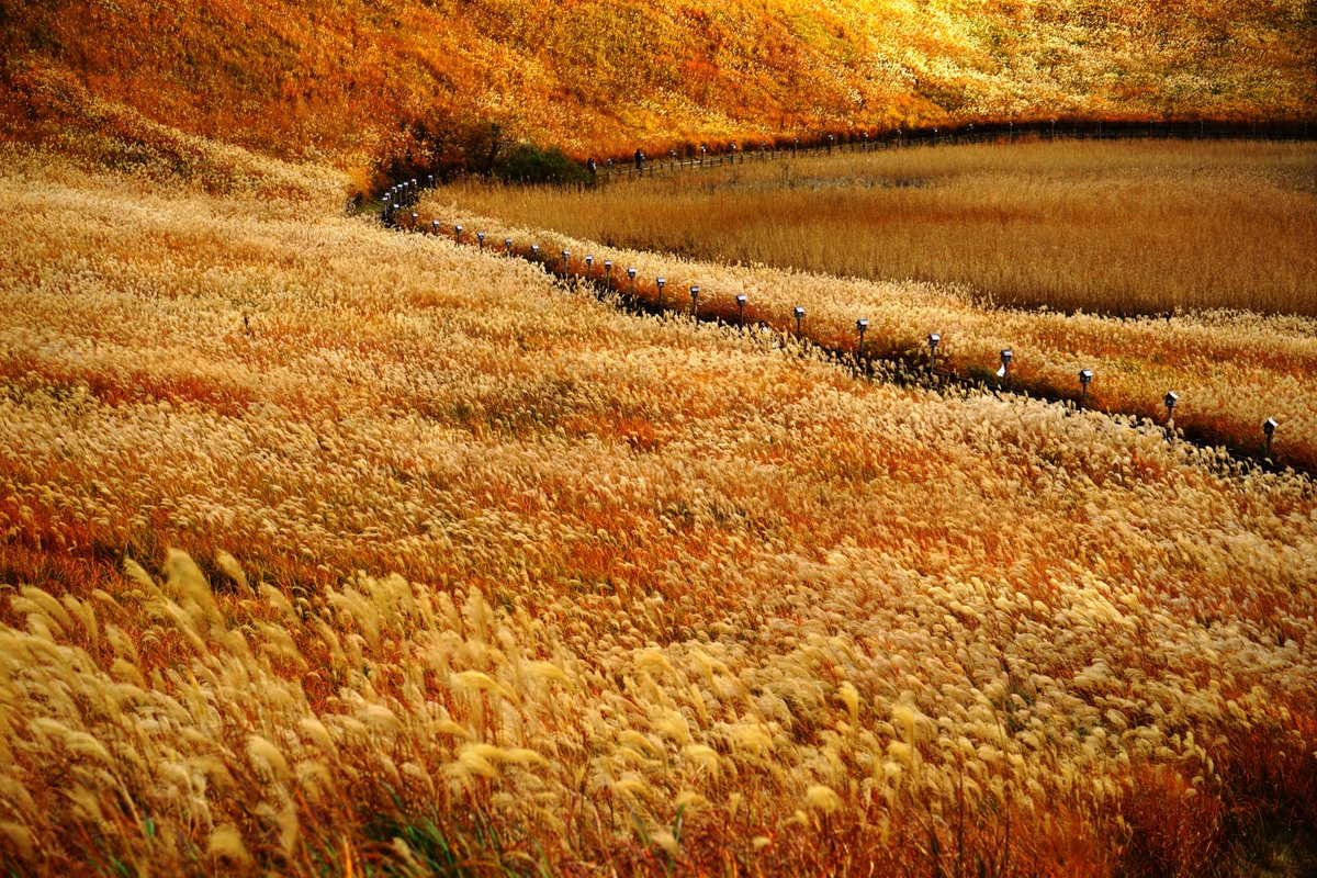 曽爾 高原 ススキ 2019