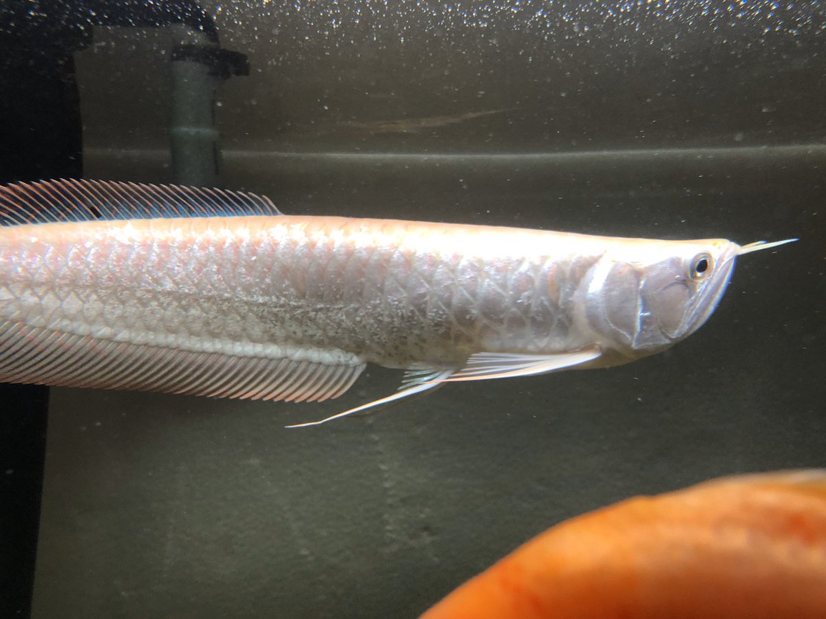 河童 ピカピカ アルビノシルバーアロワナの煌き アルビノシルバーアロワナ アルシル 古代魚