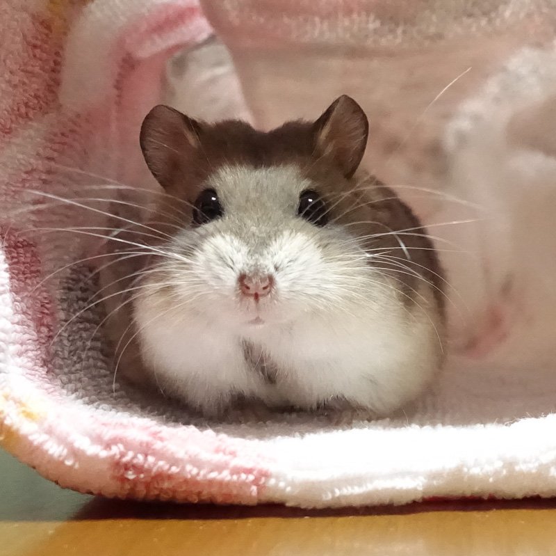 ゆあ 白い眉毛があったら ロボロフスキー 童顔でかわいいミー太 お鼻の周りの白いハート模様がチャームポイントです ハムスター キャンベルハムスター T Co M2w8ikcrxc Twitter