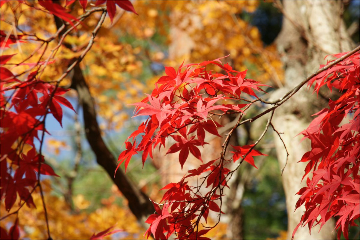 E36_M3's tweet photo. 今年は紅葉🍁探して走り回ったな〜
結構綺麗な色付きが撮れたかな。 https://t.co/iFNt2GsGLx