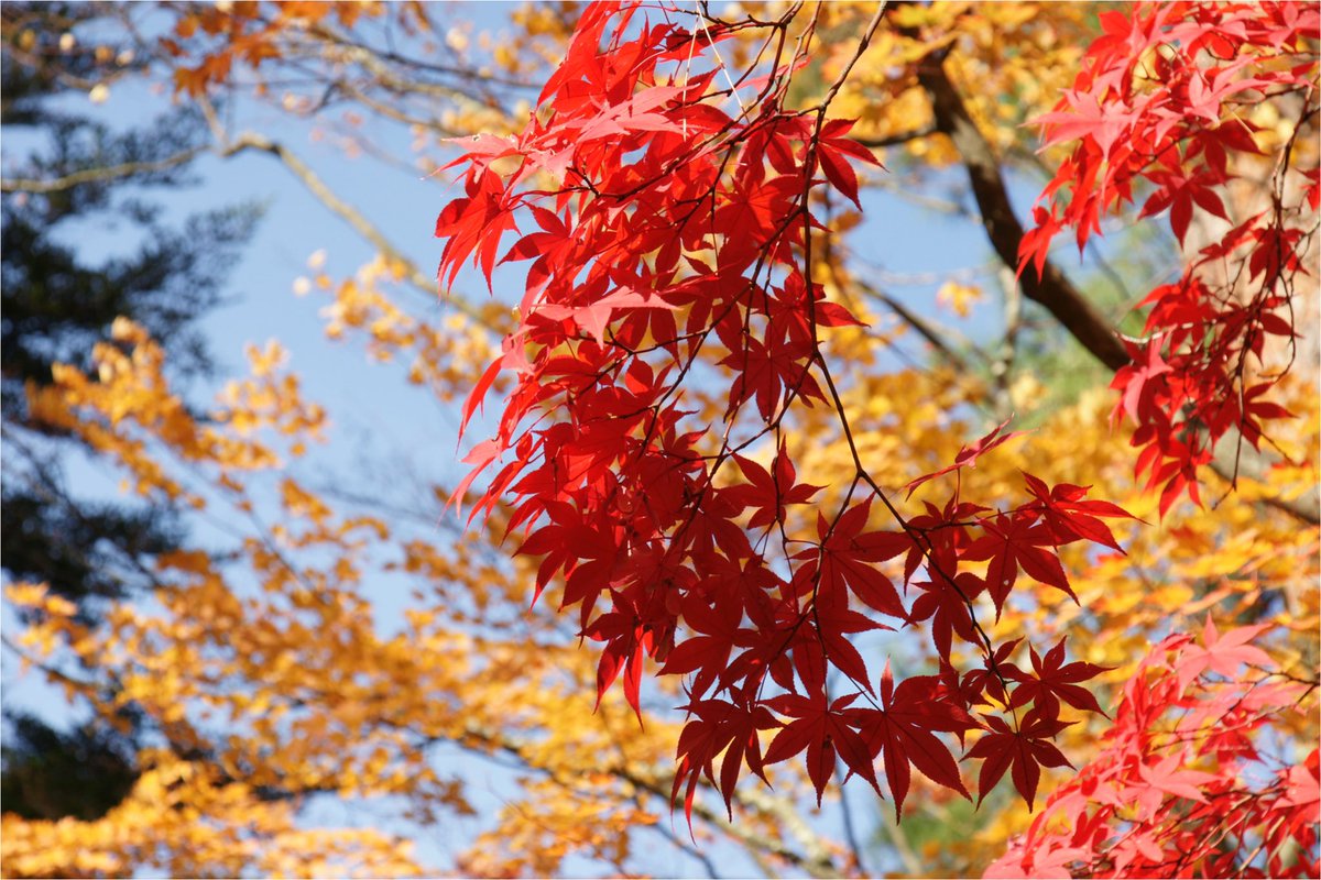 E36_M3's tweet photo. 今年は紅葉🍁探して走り回ったな〜
結構綺麗な色付きが撮れたかな。 https://t.co/iFNt2GsGLx