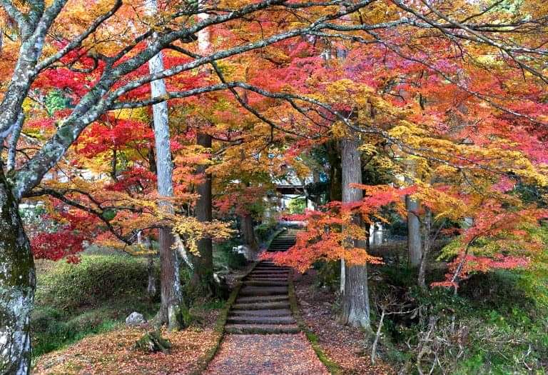 京都「龍隠寺」
日本の秋だ。